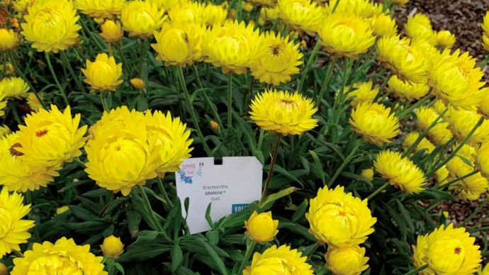 Bracteantha GranviaTM Gold ©P.Fayolle